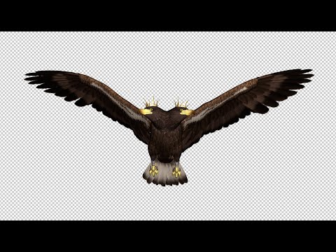 Imperial Eagle - Flying Loops & Transitions
