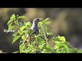 La biodiversità attorno a noi: le specie avicole dell’Università di Foggia