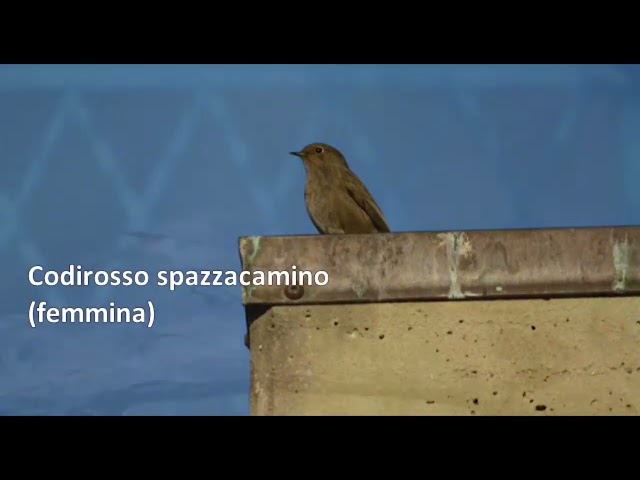 La biodiversità attorno a noi: le specie avicole dell’Università di Foggia