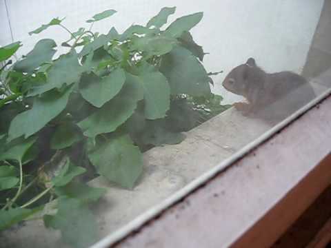 Junge Eichhörnchen auf dem Fensterbrett in Bielefeld - MVI_6159.AVI