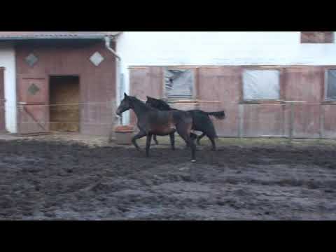 Hickstead Junior v Hickstead White u Bella Boy a Bretton Wood-Hotline - FOR SALE - Duir Ask Ichschi