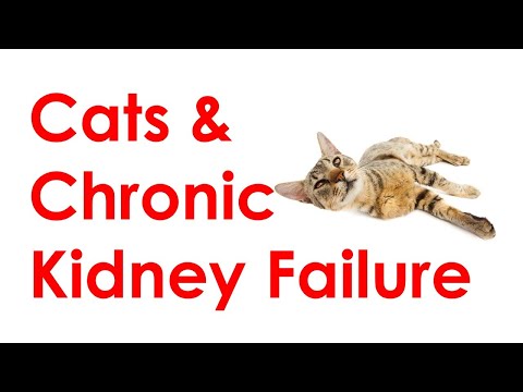 Why is my cat drinking and peeing a lot? Kidney failure [Video # Four]
