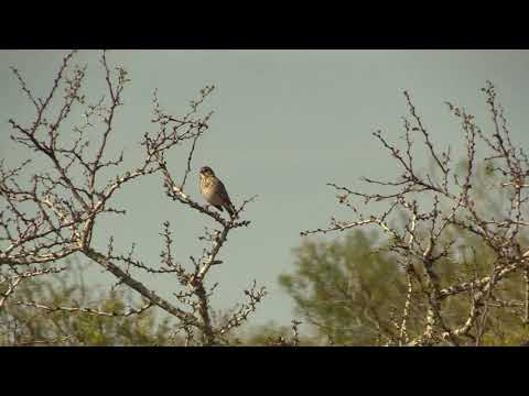 Strnádlik večerný (Pooecetes gramineus) — spev a hlas v prírode