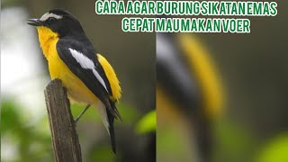 Download lagu Cara agar sikatan emas cepat makan voer mp3 Download lagu Cara agar sikatan emas cepat makan voer mp3