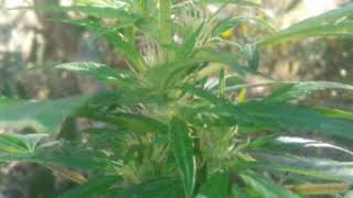 Lawis - Danse pour moi ❤ [Ragga Love 2017]