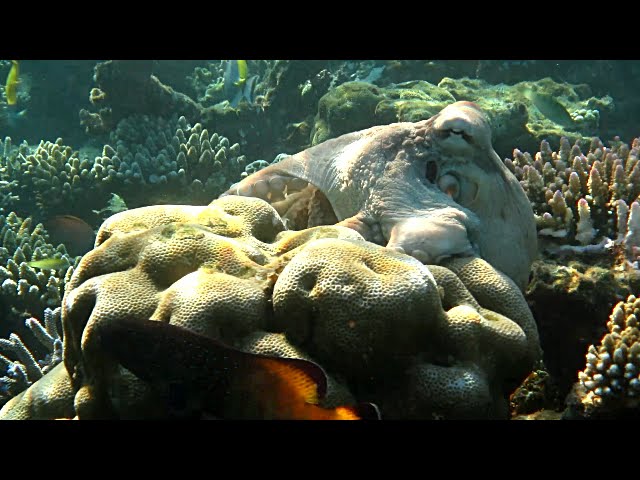 Maldives 2015 - Angaga House Reef Snorkeling