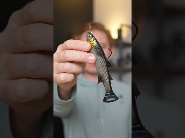 Vídeo relacionado con Z-Man MTLT6-06 Mulletron, LT Goldrush de 6 pulgadas