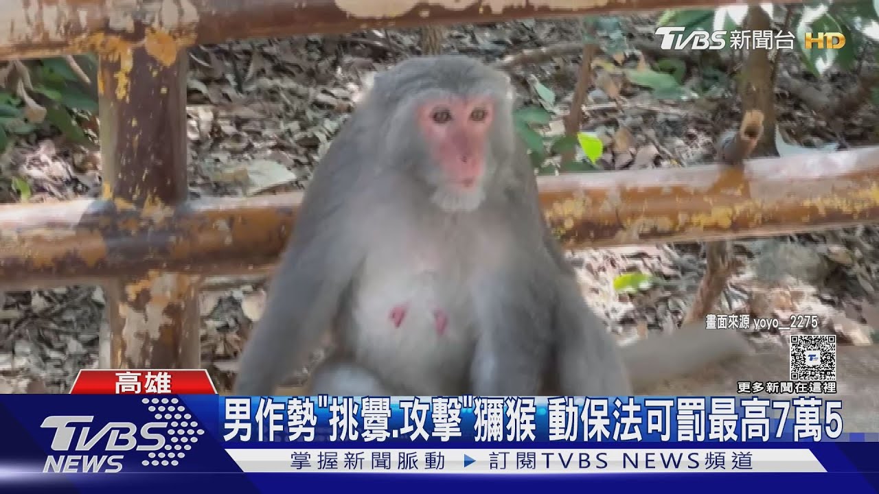 男作勢「挑釁」獼猴!猴子反擊嚇壞女童 壽山動物園回應了