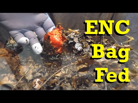 European nightcrawlers & their castings in VermiBag Mini look great - vermicomposting