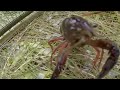 Hunt Continues For Red Swamp Crawfish In Michigan