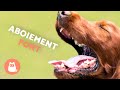 Chien QUI ABOIE FORT ABOIEMENT De CHIEN Voyez Comment Votre CHIEN RÉAGIT