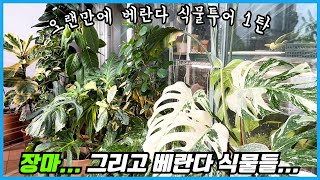 기나긴 장마... 당신의 식물들은 괜찮은가요?? 오랜만에 베란다 식물투어 1탄!!