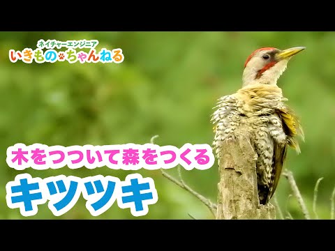 モリハラキツツキについて詳しく解説