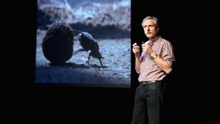 Marcus Byrne: The dance of the dung beetle