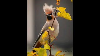 bohemian wax wing bird #bohemianwaxwingbird #short #shorts #shortsvideo | #rr1517