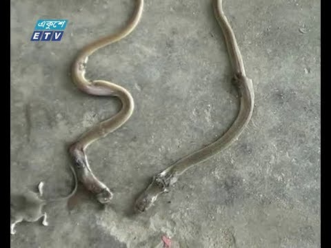 স্কুলে সাপের উপদ্রবে শিক্ষার্থীরা আতংকিত