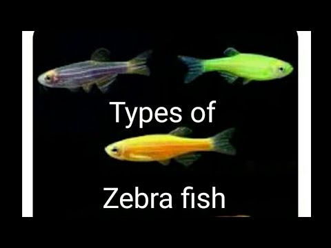 1O TYPES OF ZEBRA DANIO FISH