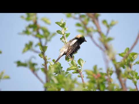 Bobolink ryžový (Dolichonyx oryzivorus) — správanie, biotop a hlas