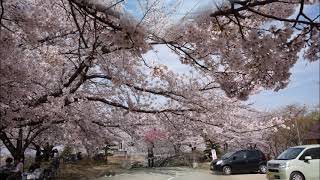 朝日山森林公園3月 27日, 2021年