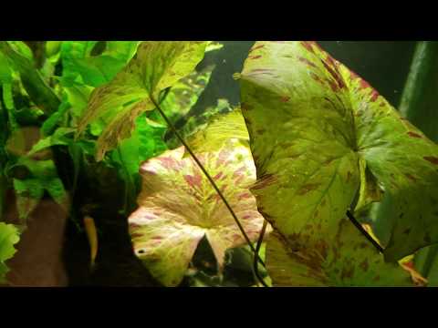 Your Tiger Lotus Is Probably A Water Lily