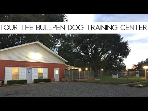 The BullPen Dog Training Center video.