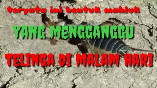 Download lagu suara orong-orong gaang bongkar sarangnya mp3 Download lagu suara orong-orong gaang bongkar sarangnya mp3