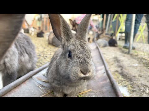 Nyúlfarm - nyuszik és nyulak 🐰❤️🐰