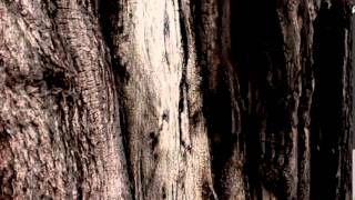 Intervista n° 5 (Alessandro Arban, videoart, 2014)