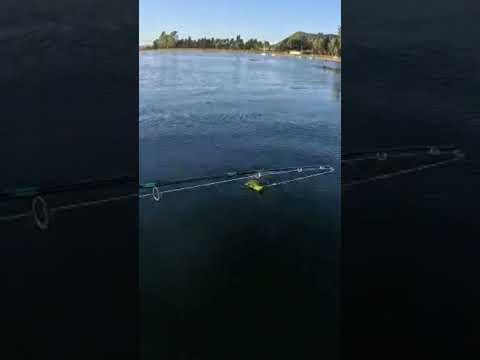 Terrible tararira en Villa del Dique Córdoba, consultar al tel +54 9 3462 66-0908.