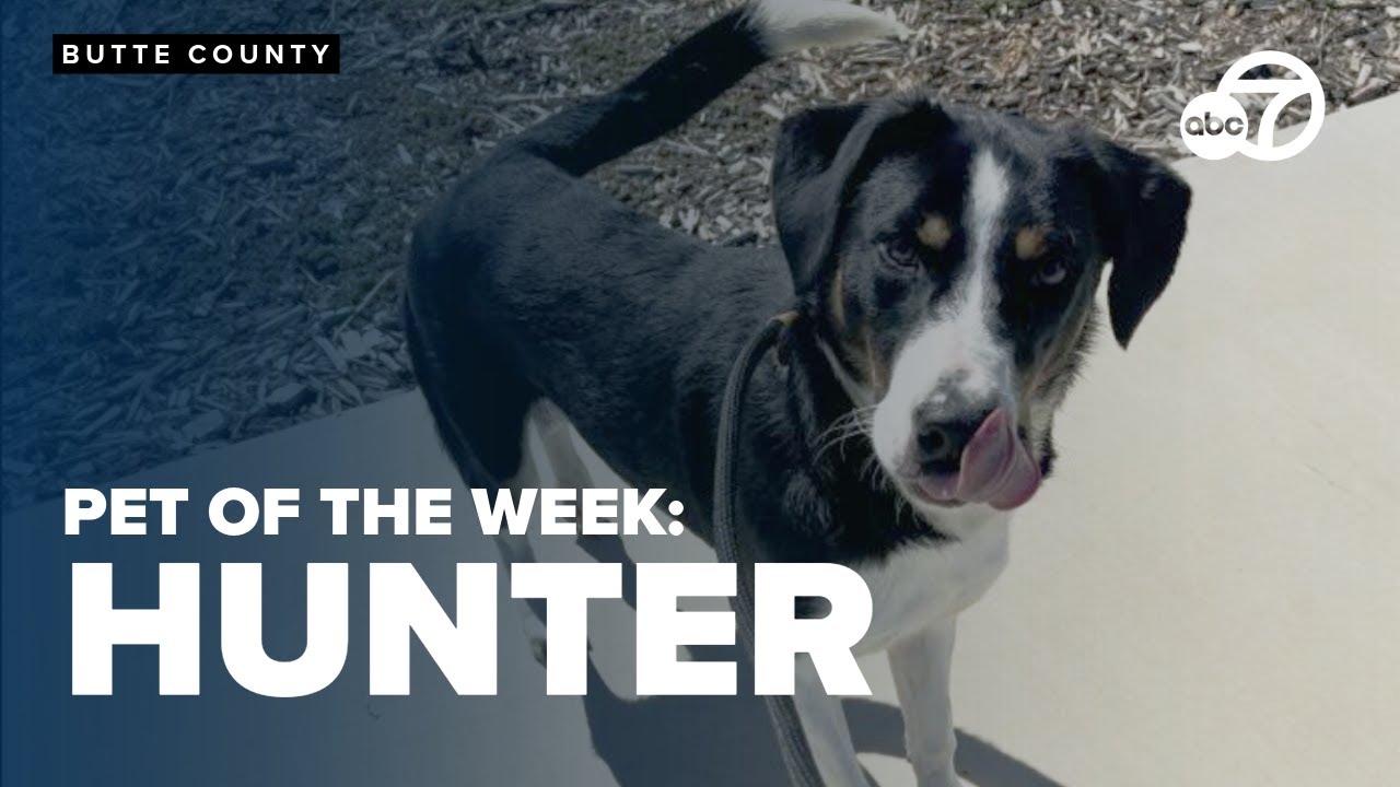 Adopt Hunter, the one-year-old Border Collie mix looking for a family