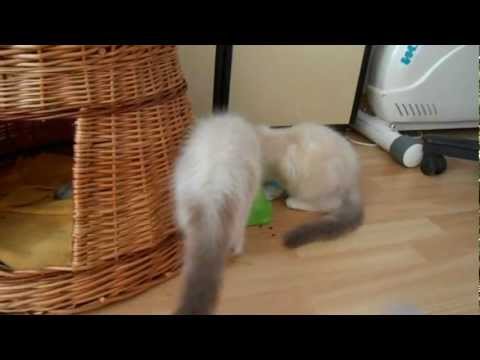 early neutered Cory and Charlie - Lambrusca ragdolls