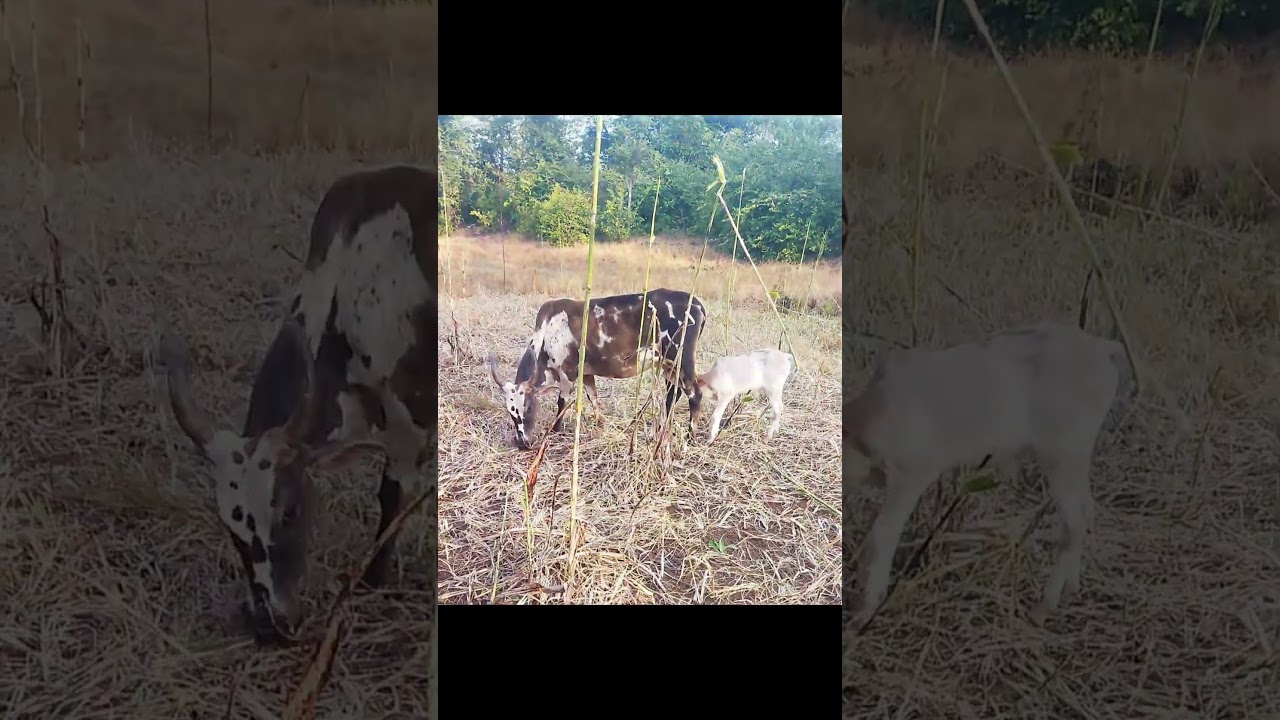 Happy Holi