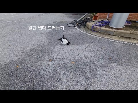 집사를 이틀만에 만난 고양이