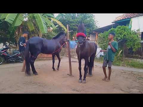 Dua Bocil Melatih Kuda Sultan