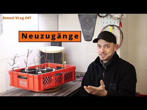 Neuzugänge 2021- Ein paar Acer Palmatum und den ein oder anderen Exoten | Bonsai VLog #47