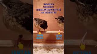 Download lagu Trotolan murai jantan betina mp3