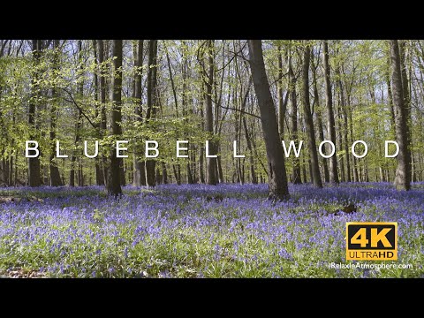 4K Bluebell Wood - 3 Hours of relaxing nature ambience in an English bluebell wood during Spring