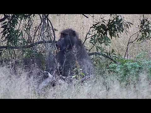 Djuma: Nyala bulls and Baboons - 06:13 - 04/07/19