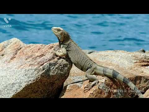 Hino 403 - Per la fede CCB em Italiano - PELA FÉ UMA VEZ. #odetemartins #louvor