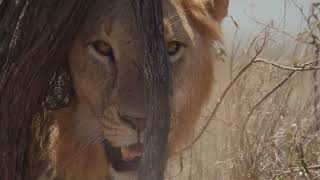 Don’t argue with donkeys: A jungle tale