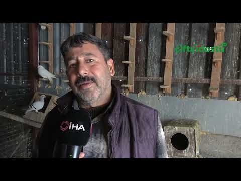 Güvercin aşkı 45 yıldır sürüyor