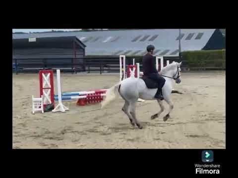 Exceptional Overheight Connemara Gelding - Image 2