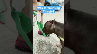 Thirsty American Bully