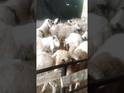 DUMBA - Sheep Supply Service Provider from Bengaluru DUMBA - Sheep Supply Service Provider from Bengaluru