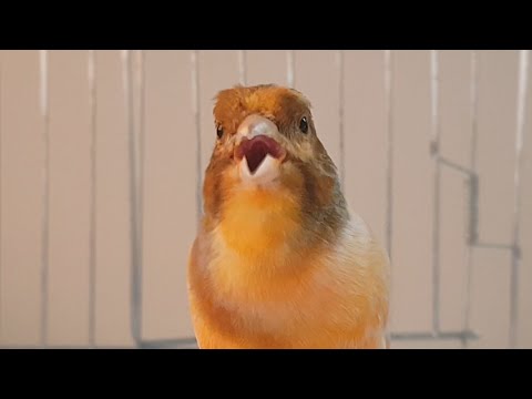 Your canary will sing after hearing this AWESOME canary singing - Live training video