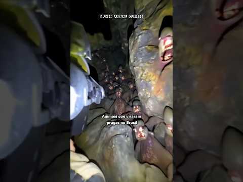 ANIMAIS QUE VIRARÃO PRAGAS NO BRASIL   (parte 3)     #curiosidades #animais #bichos