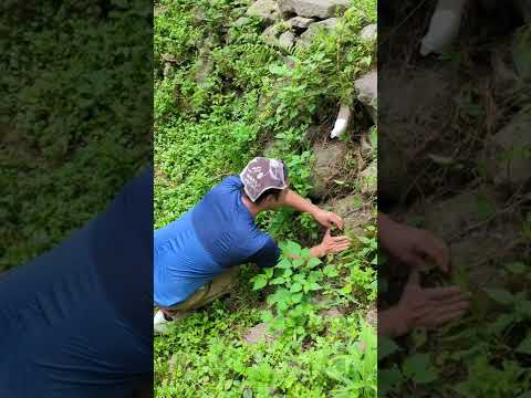 ヘビを寄せ付けない植物は何ですか?爬虫類を撃退し、怖がらせるための最も強力な6種を紹介します  庭園