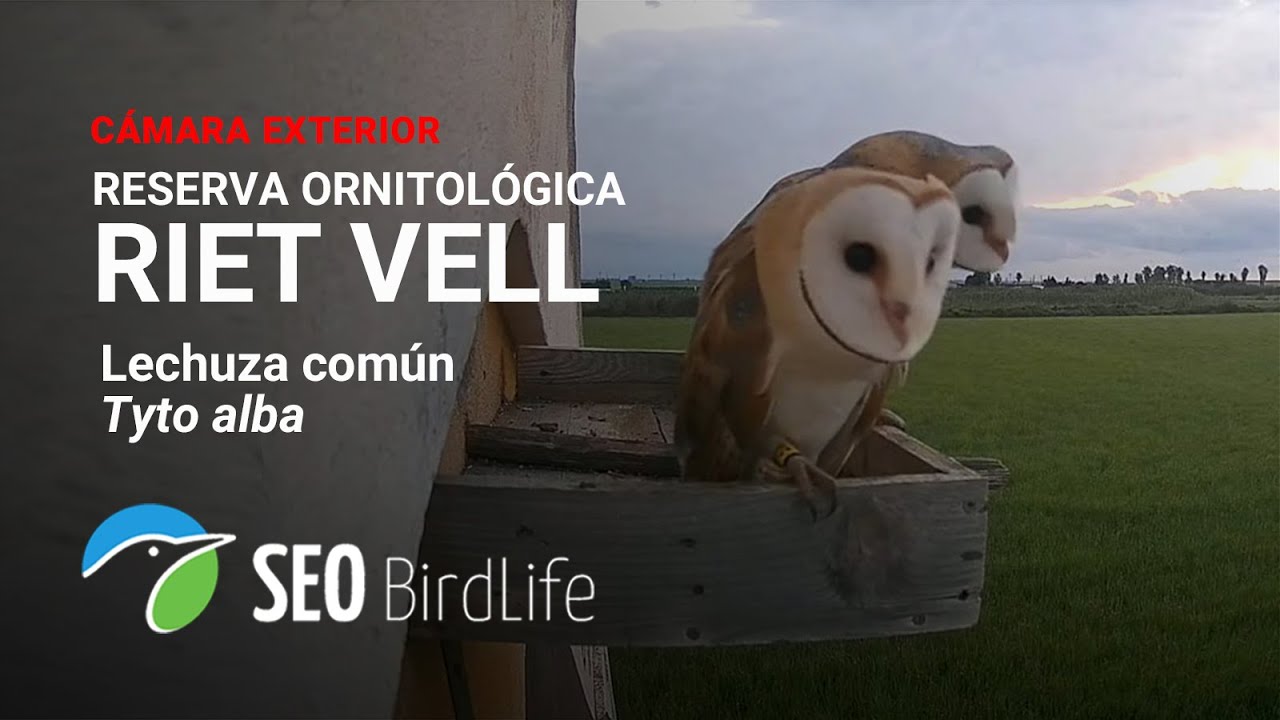 Live webcam view of Cámara del Nidal de Lechuza