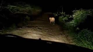 preview picture of video 'Leopard Crossing the village area at Rahuri , Maharashtra India.'
