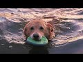 Tahoe Loves Swimming